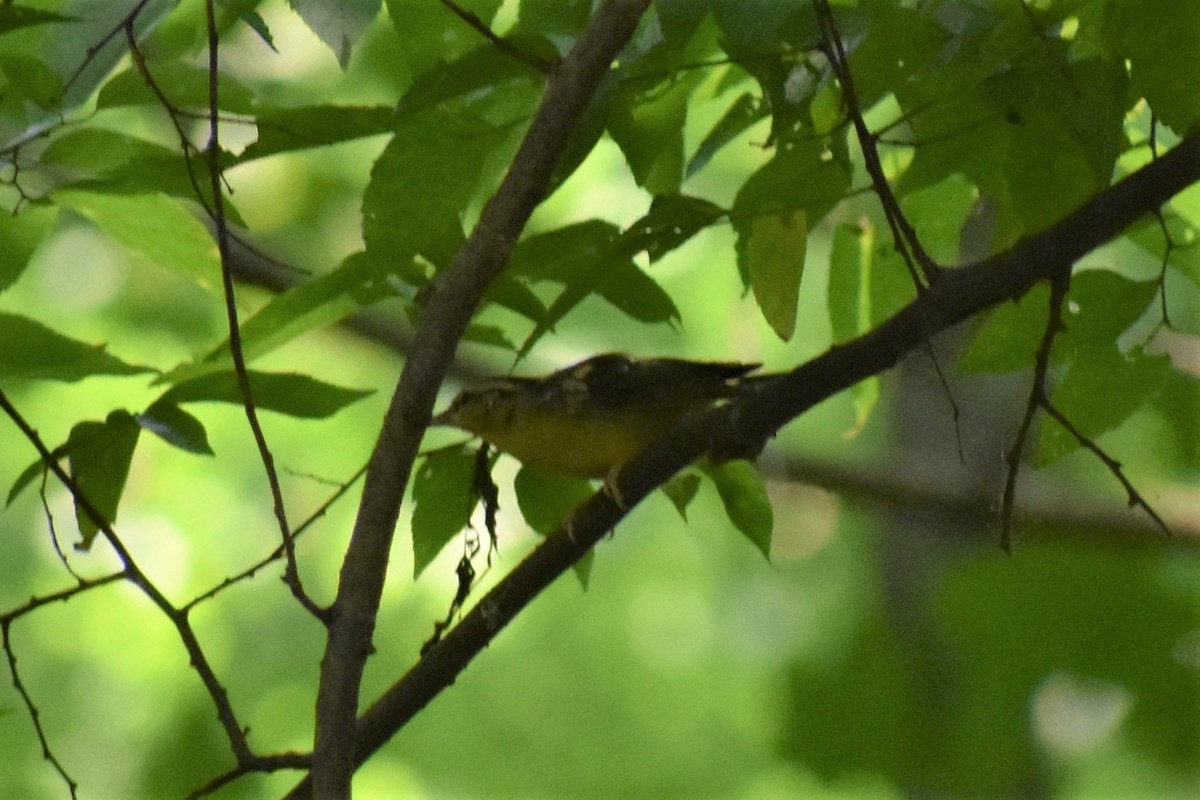 Worm-eating Warbler - ML367650931