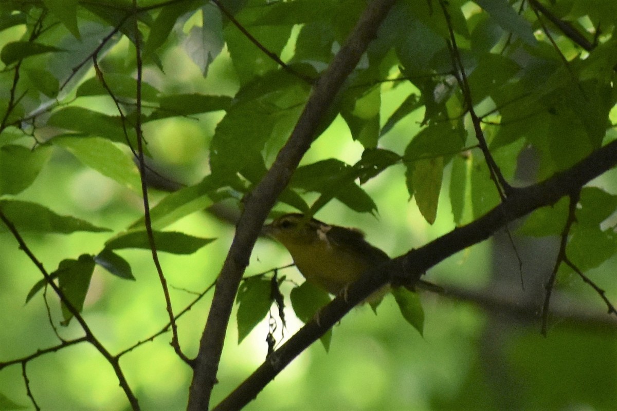 Worm-eating Warbler - ML367650941