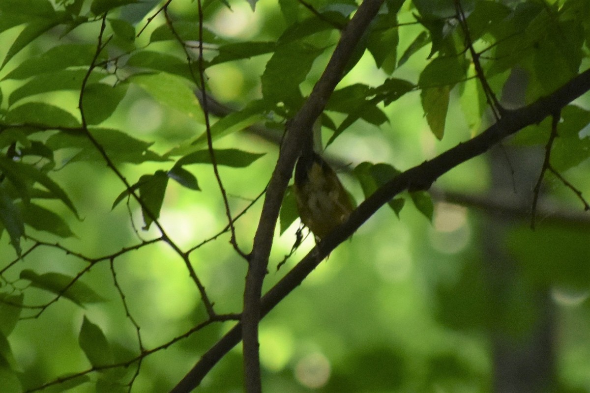 Worm-eating Warbler - ML367650951