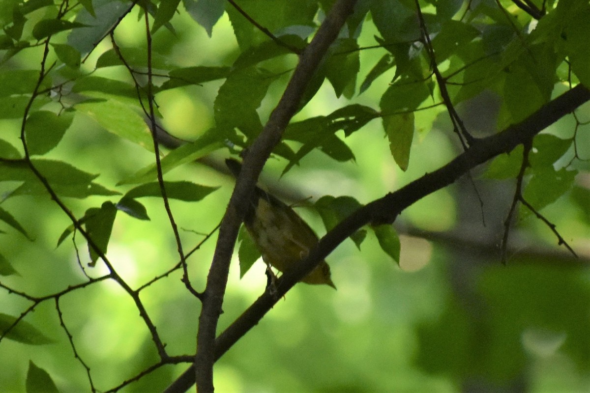 Worm-eating Warbler - ML367650961