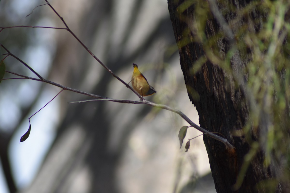Pardalote Moteado - ML367651501