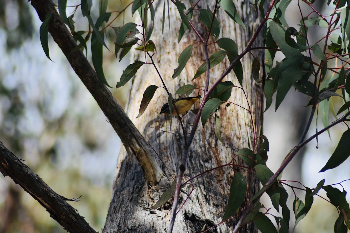 Pardalote Moteado - ML367651511