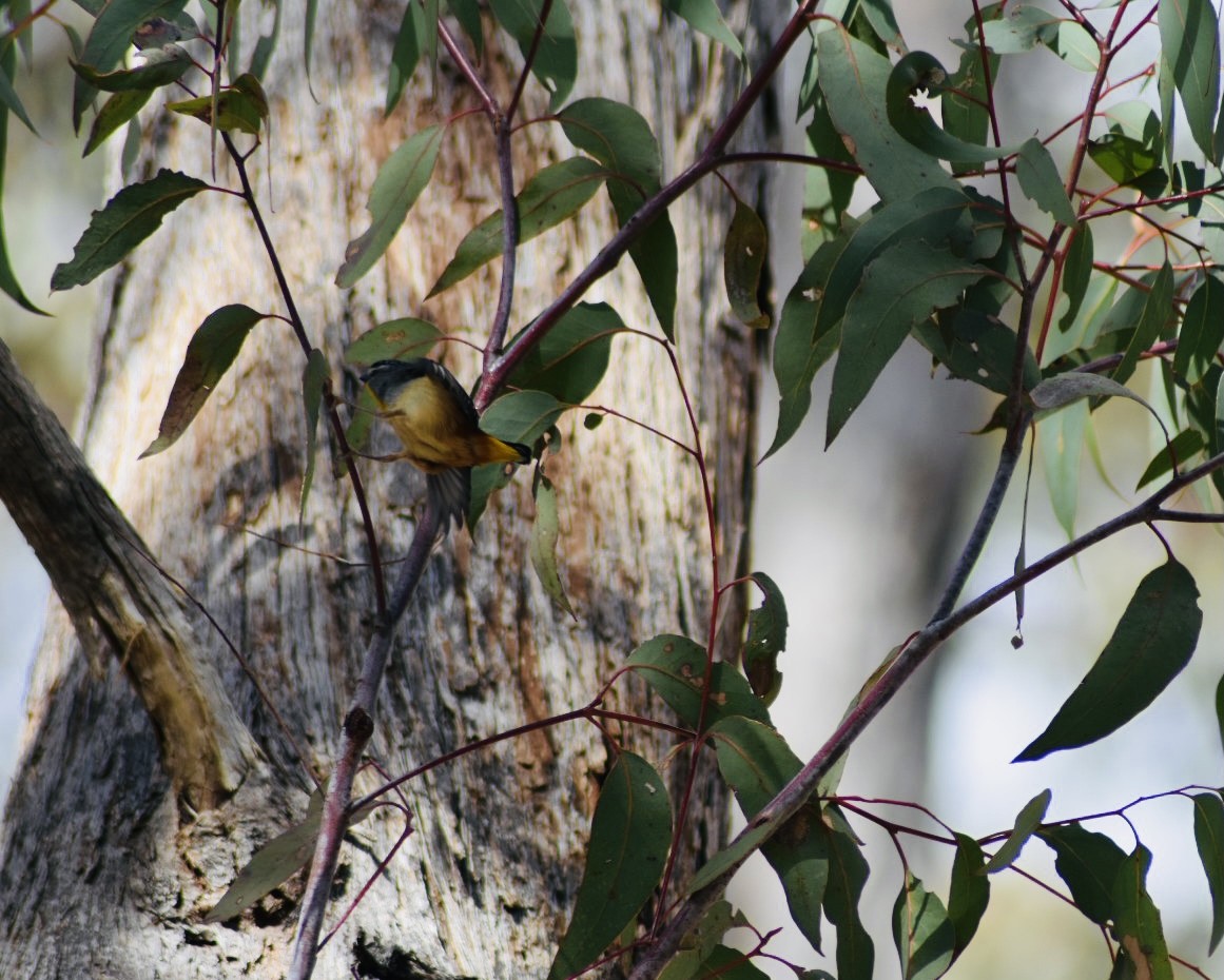 Pardalote Moteado - ML367651531