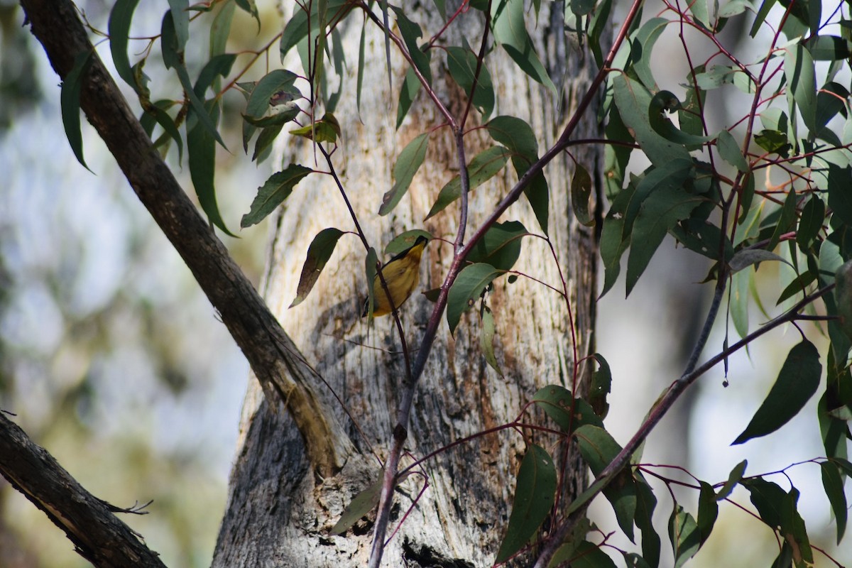 Pardalote Moteado - ML367651541
