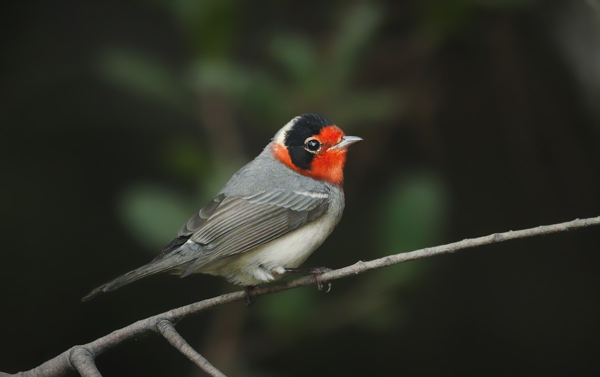 Red-faced Warbler - ML367652151