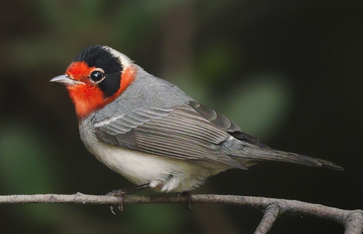 Red-faced Warbler - ML367652421