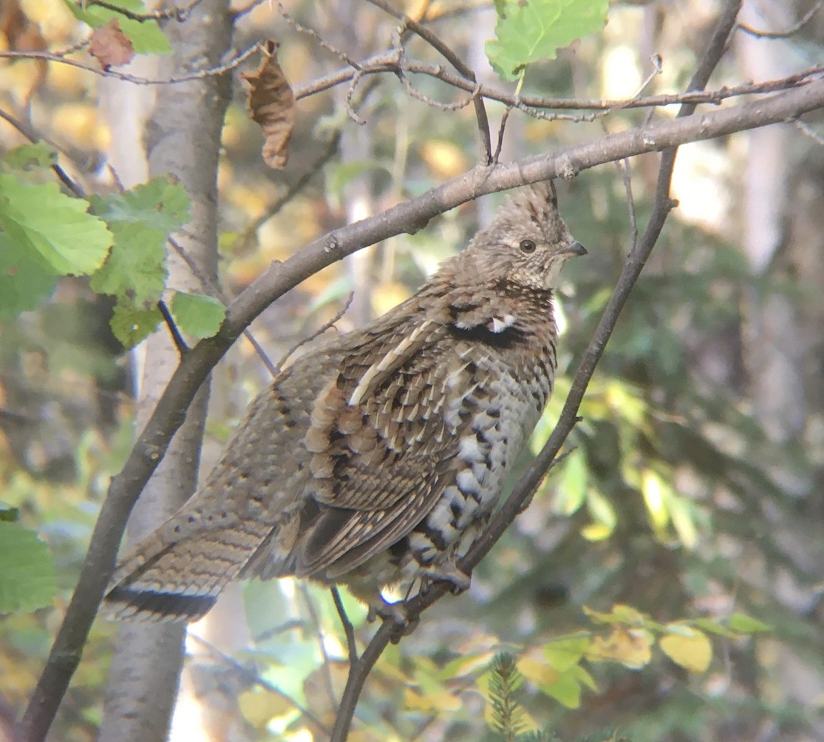 Ruffed Grouse - Adrian Burke