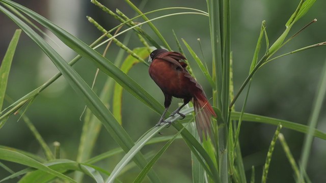 Chestnut Munia - ML367653811