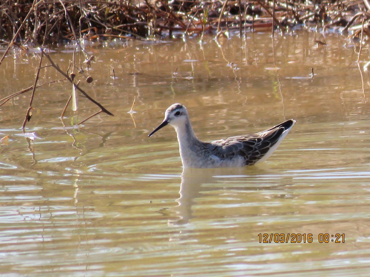 Wilson's Phalarope - ML36765421