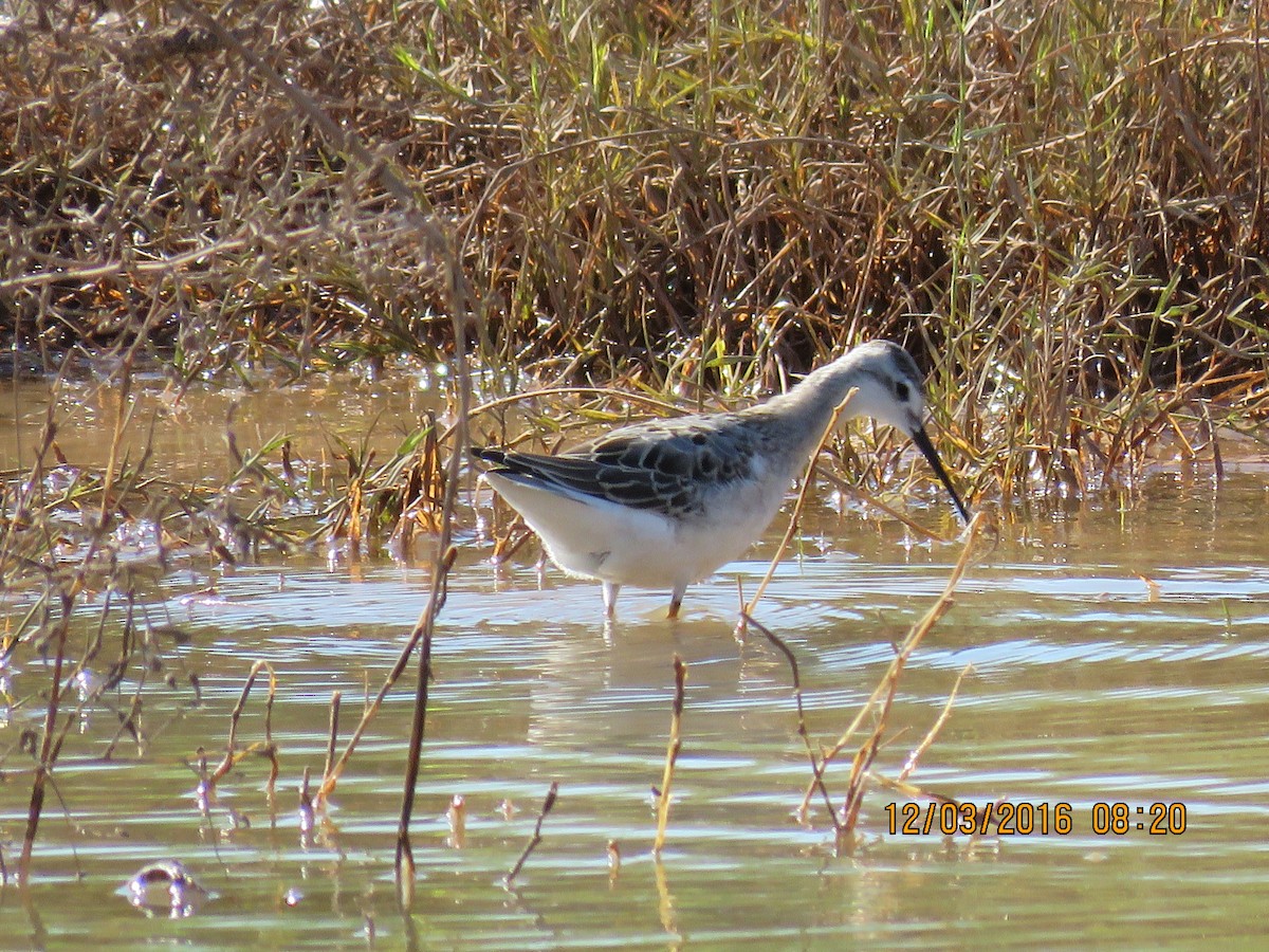Wilson's Phalarope - ML36765431