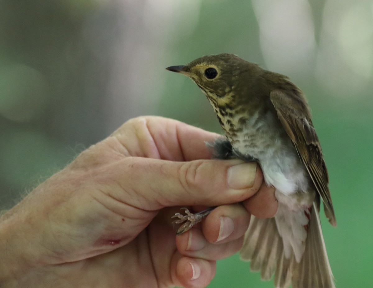 Swainson's Thrush - ML367654411