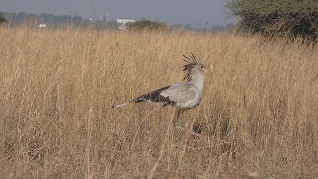 Sekretär - ML367654931