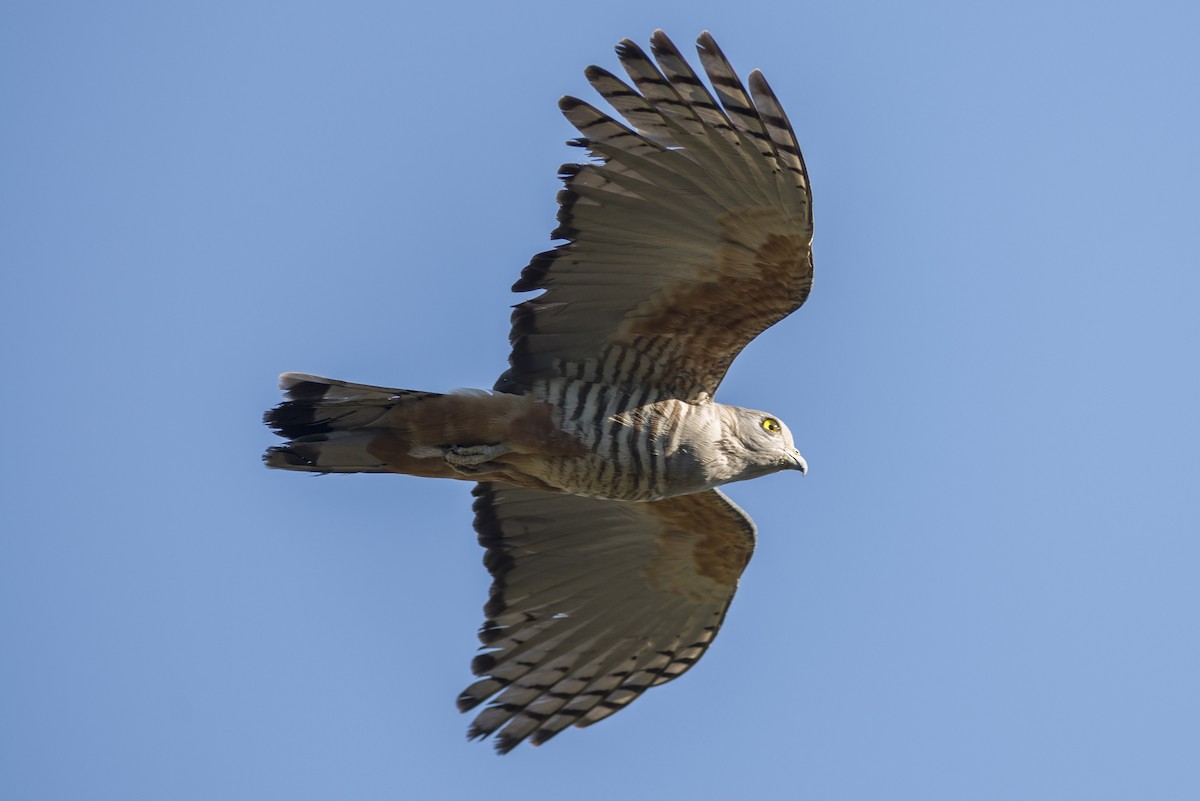 Pacific Baza - Peter Taylor