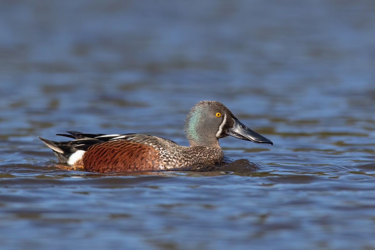 Australasian Shoveler - ML367658071