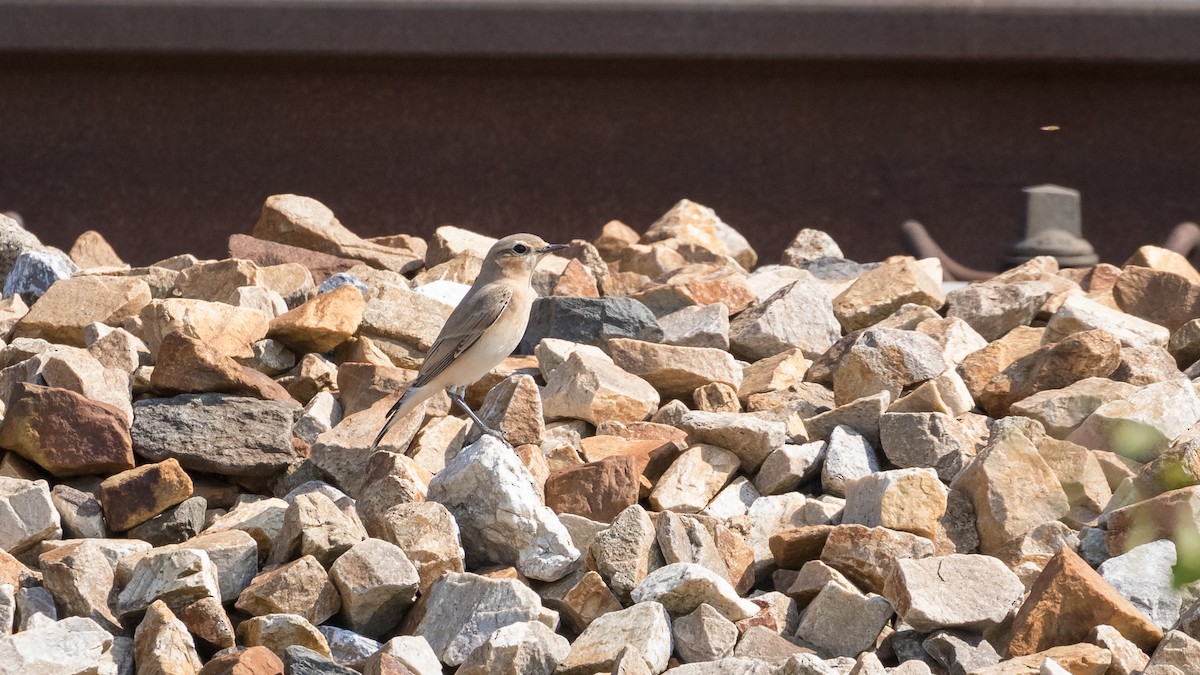 Steinschmätzer (oenanthe/libanotica) - ML367658901