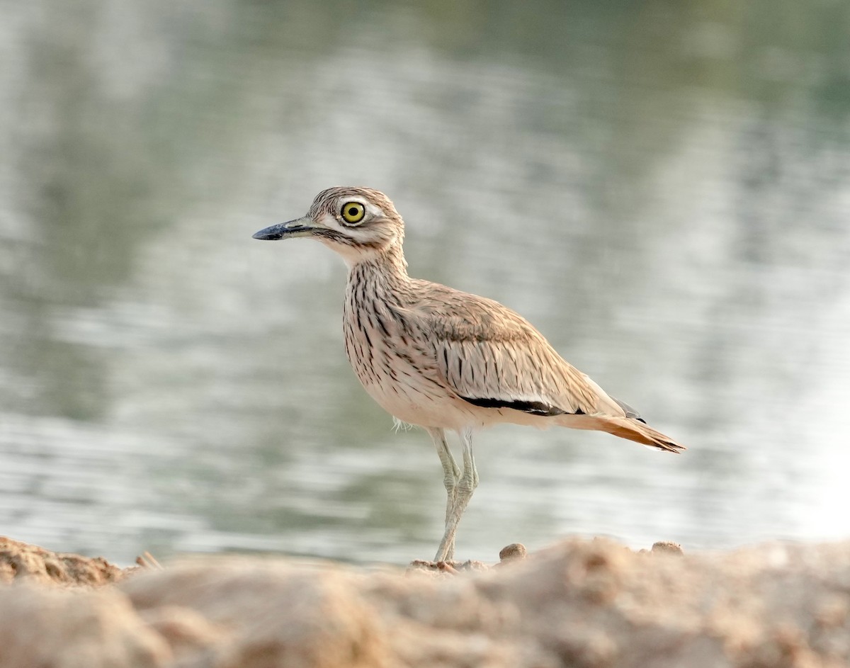 Eurasian Thick-knee - Mohamed  Almazrouei