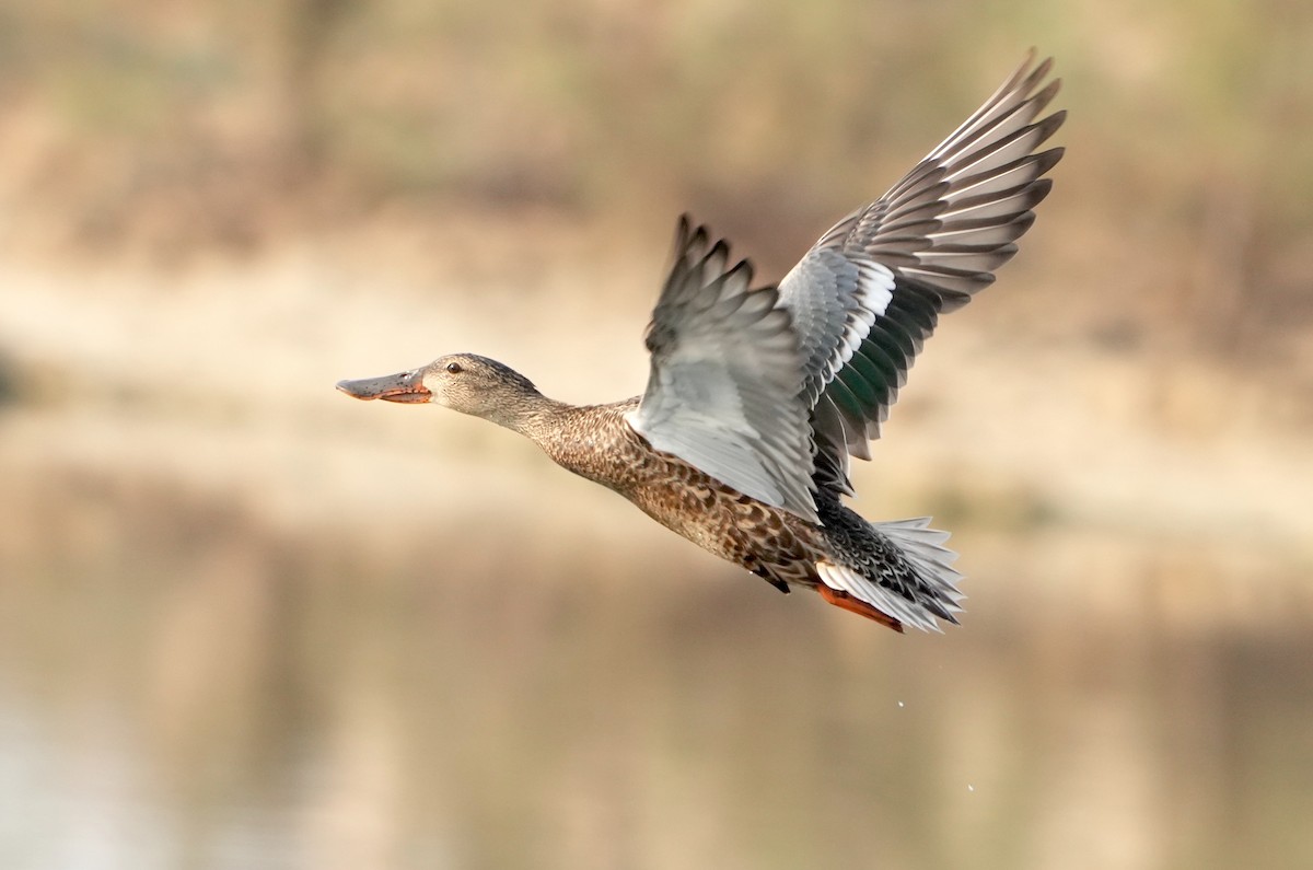 Northern Shoveler - Mohamed  Almazrouei