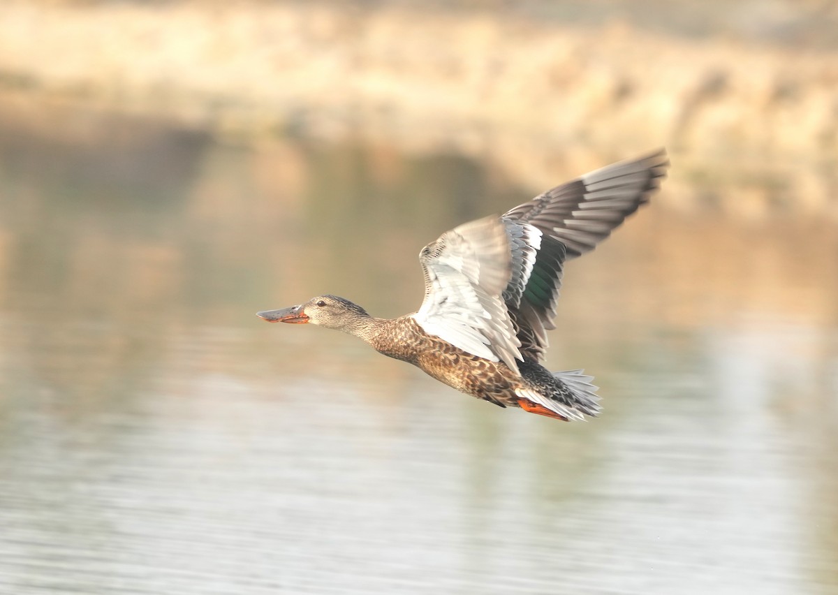 Northern Shoveler - Mohamed  Almazrouei