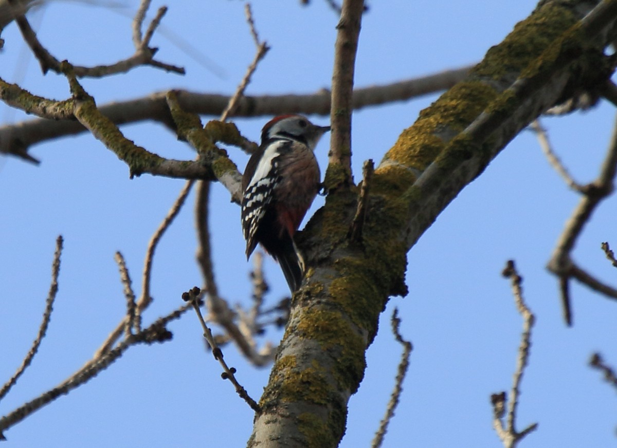 Middle Spotted Woodpecker - ML36766001