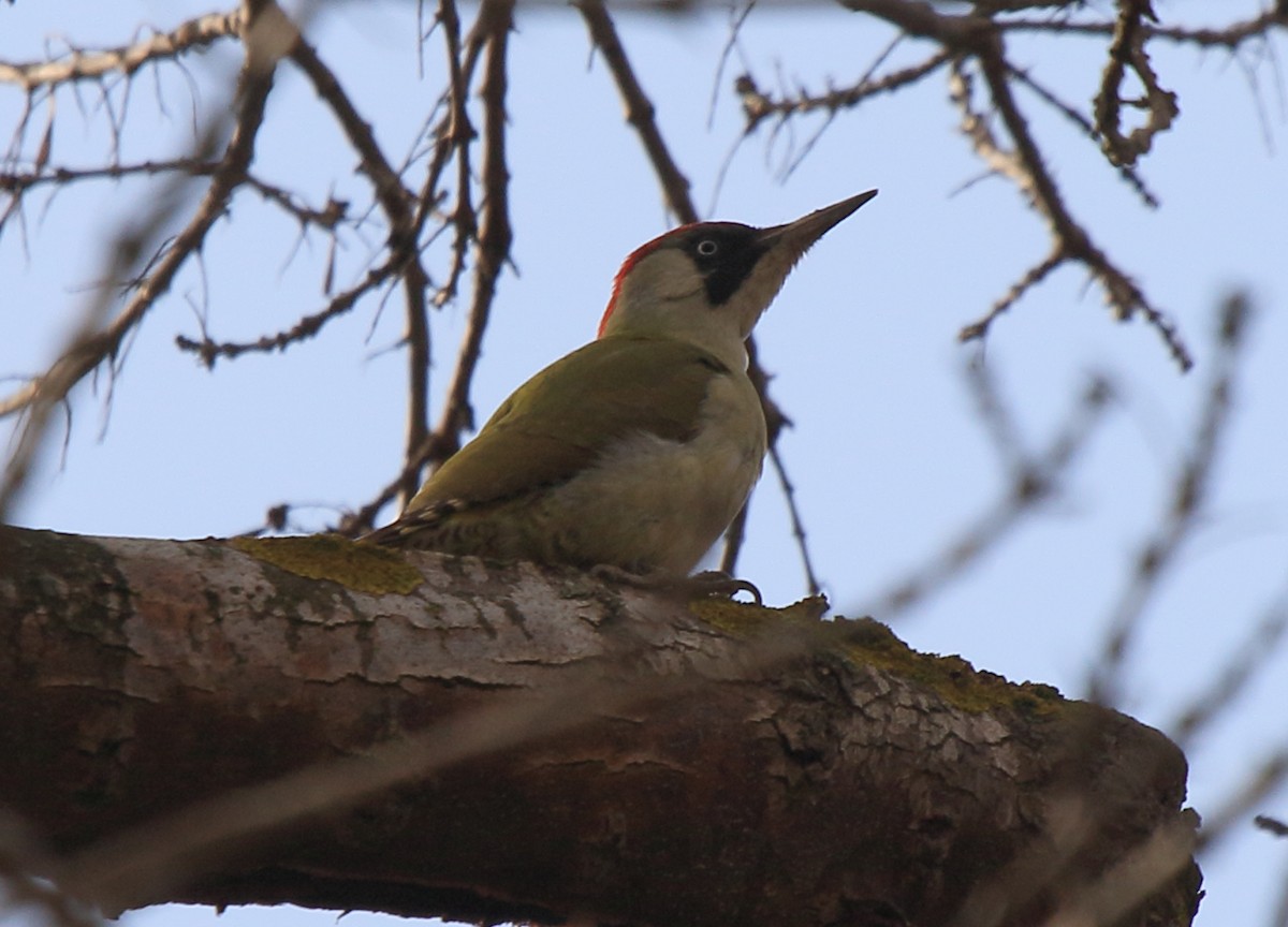 Eurasian Green Woodpecker (Eurasian) - ML36766021