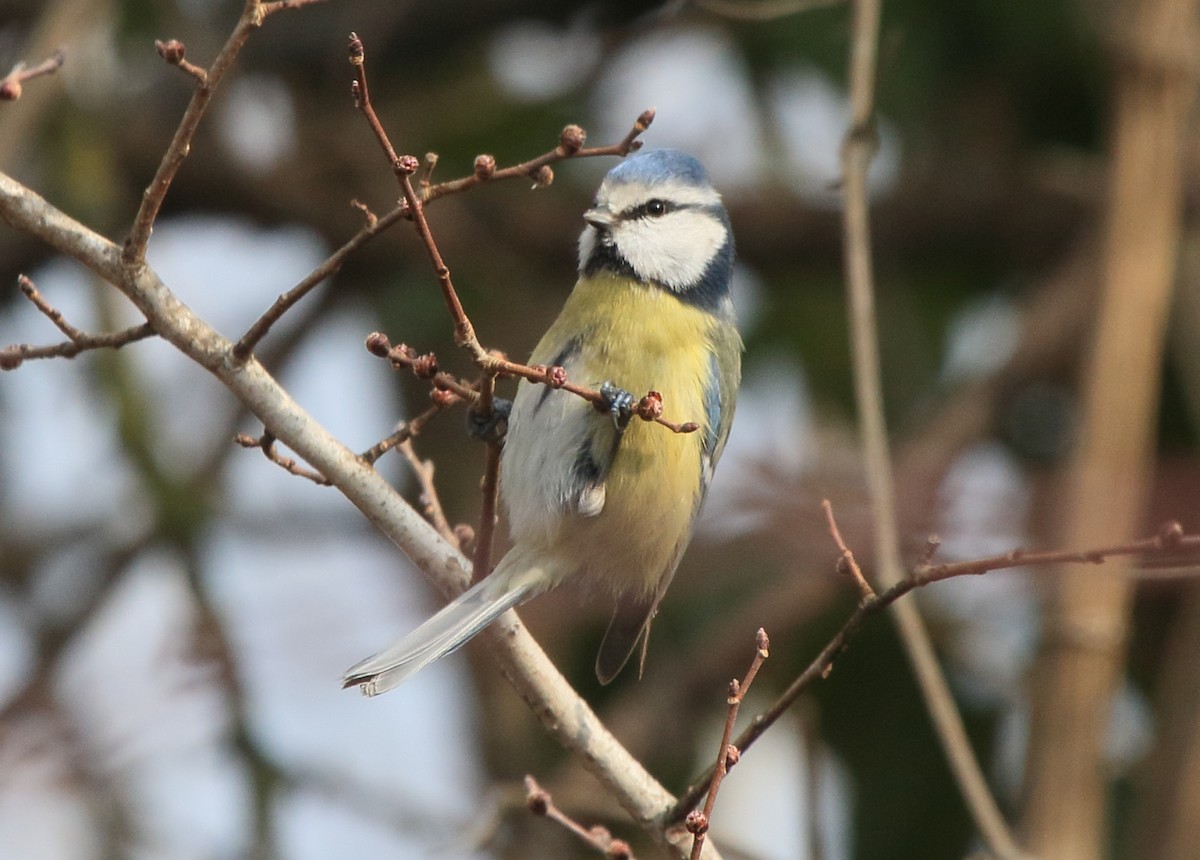 Eurasian Blue Tit - ML36766051