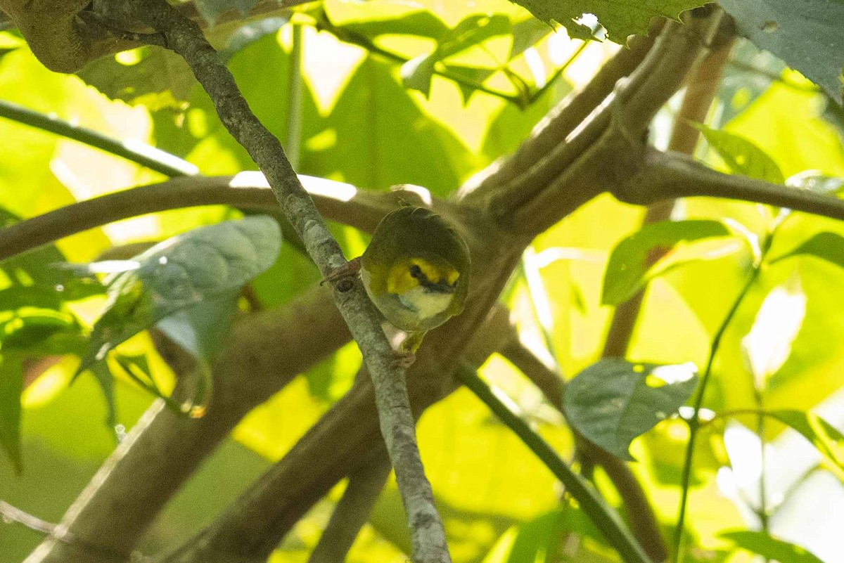 Yellow-browed Camaroptera - ML367660881