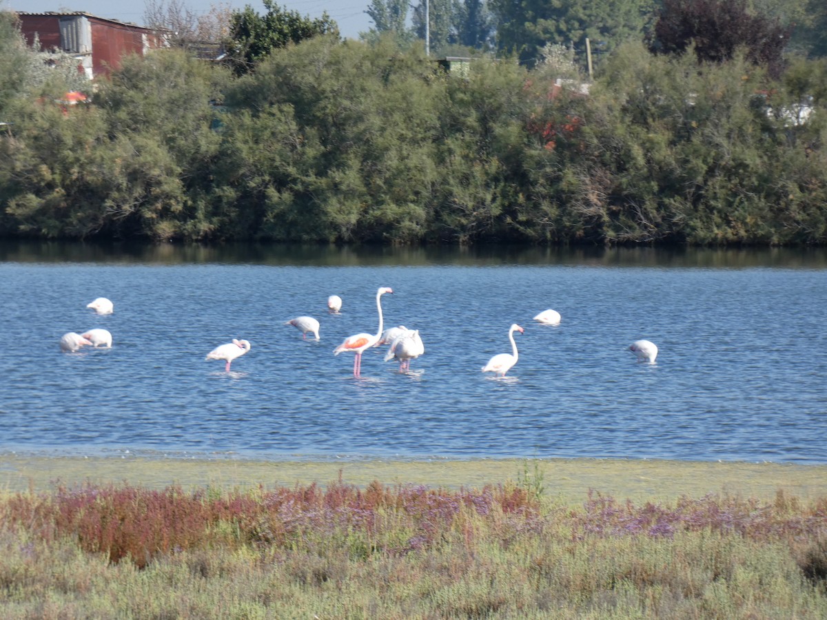 Greater Flamingo - ML367660991