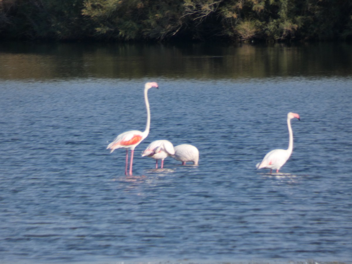 Greater Flamingo - ML367661001