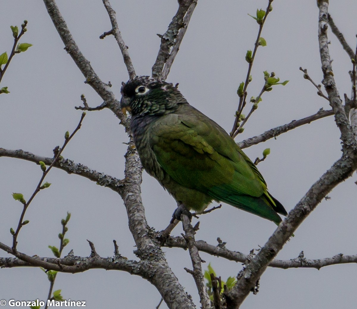 アケボノインコモドキ - ML367661511