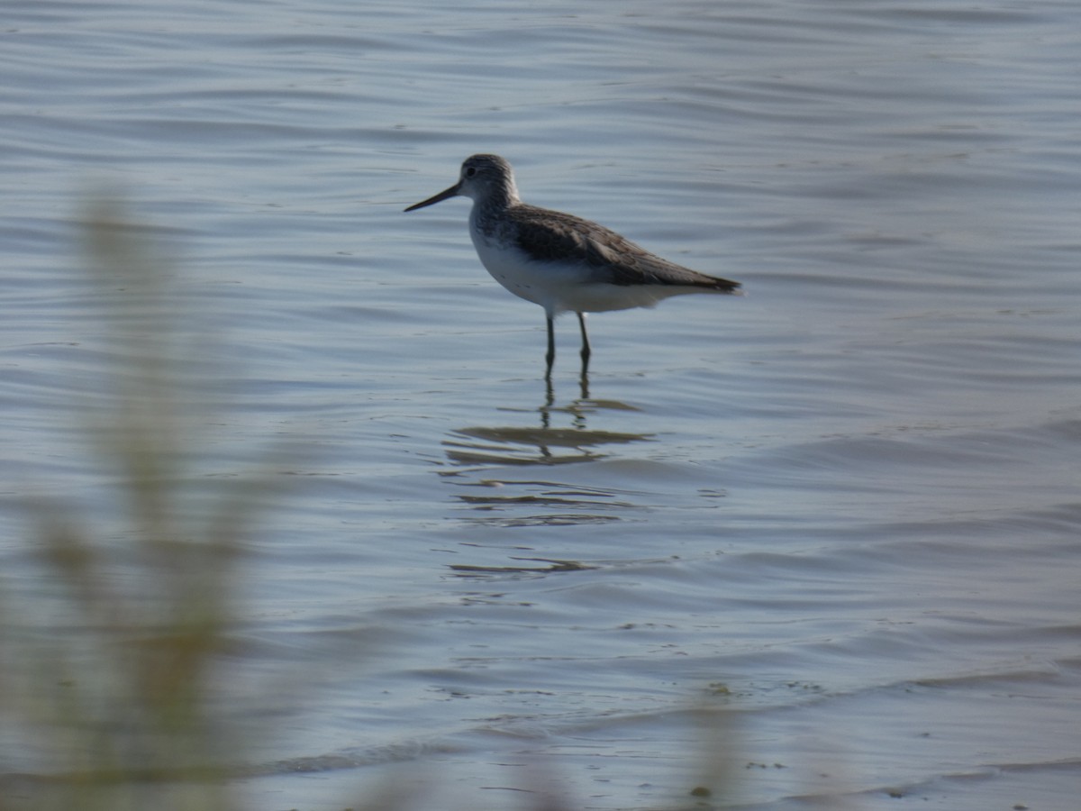 Common Greenshank - ML367661521