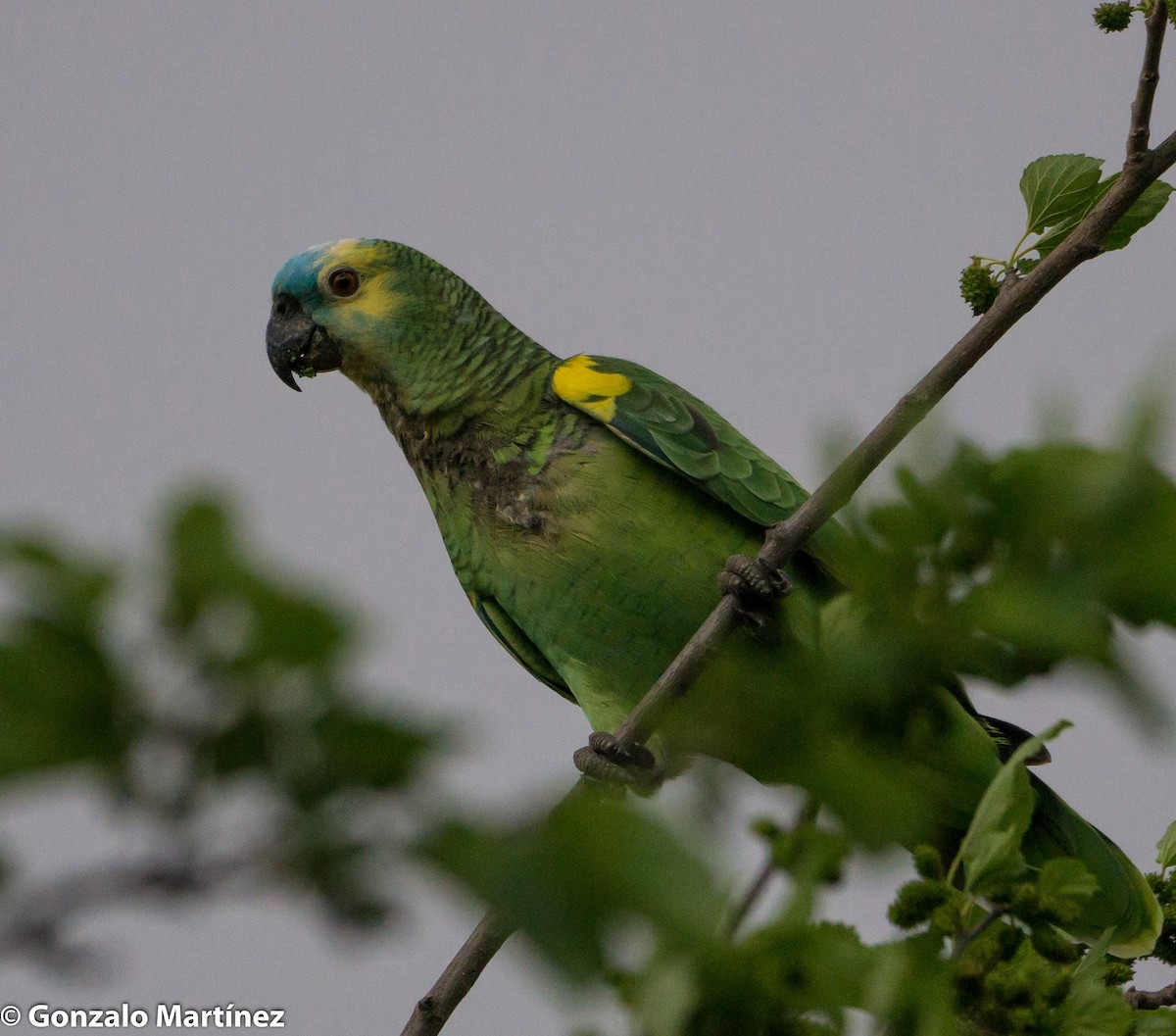 Turquoise-fronted Amazon - ML367661891