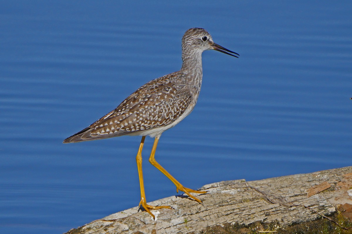 Lesser Yellowlegs - Grace Oliver