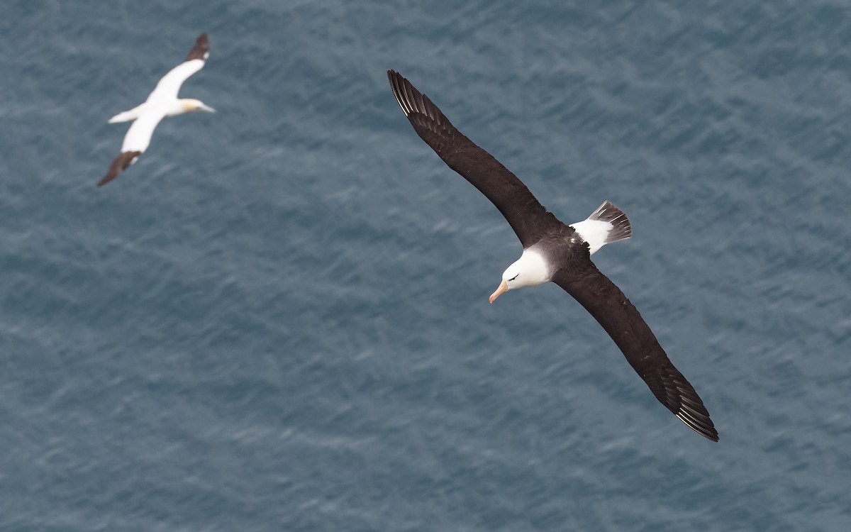 マユグロアホウドリ（melanophris） - ML367662851