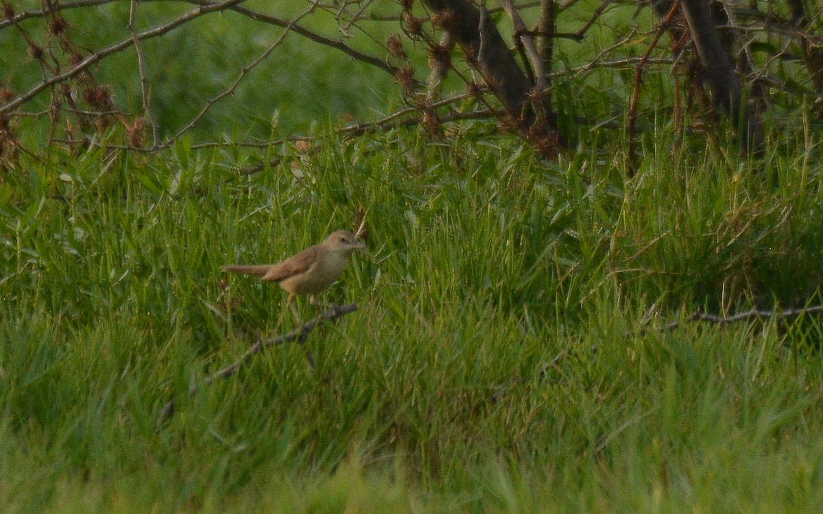 Clamorous Reed Warbler - Gaja mohanraj