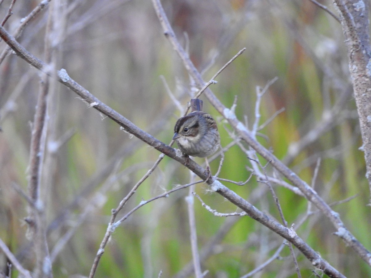 Swamp Sparrow - Scott Gibson