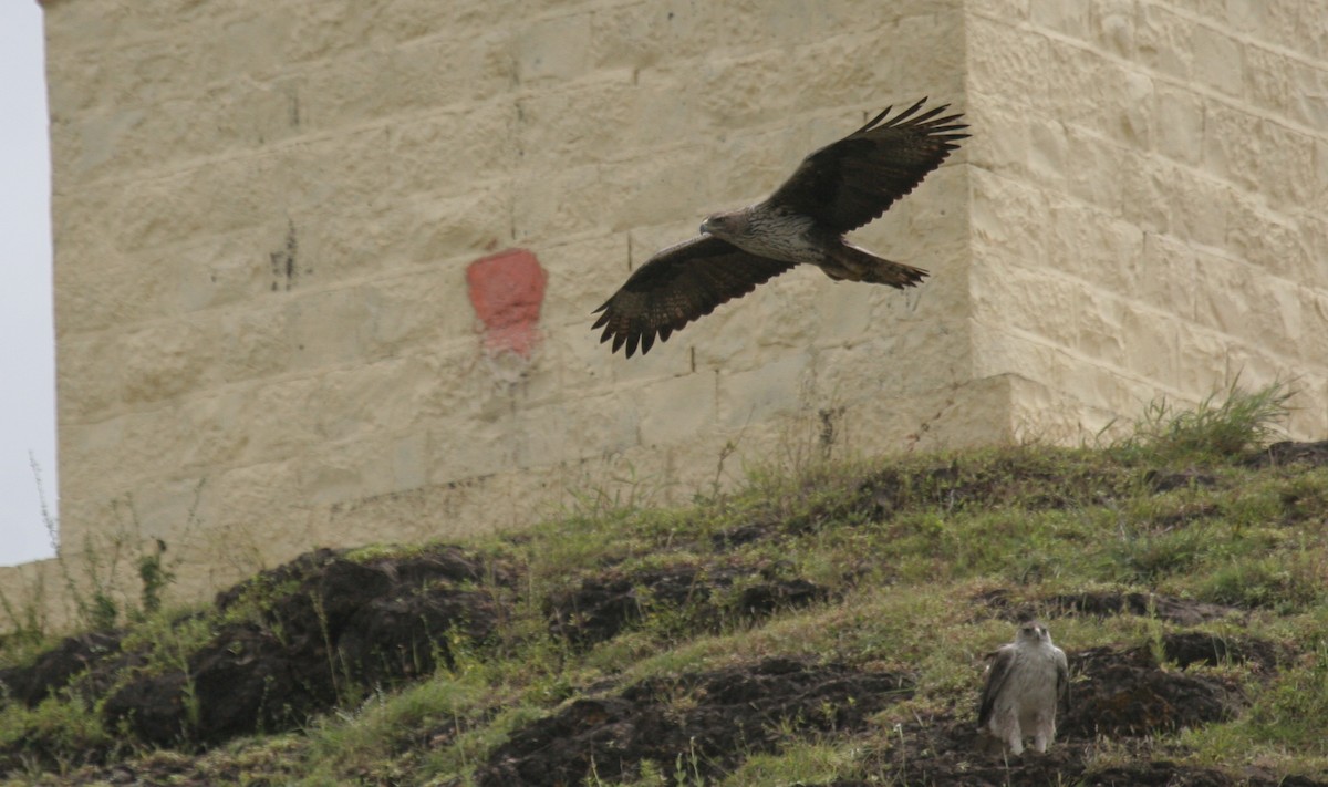 Bonelli's Eagle - Amrish  Bidaye