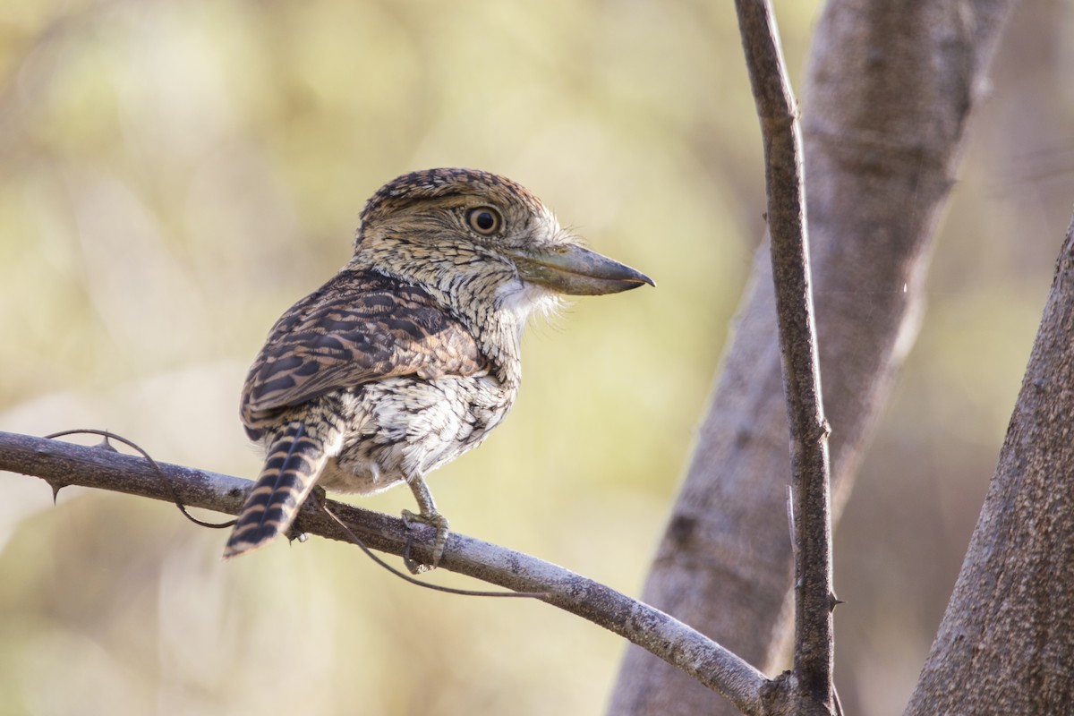 Eastern Striolated-Puffbird (torridus) - Luiz Matos