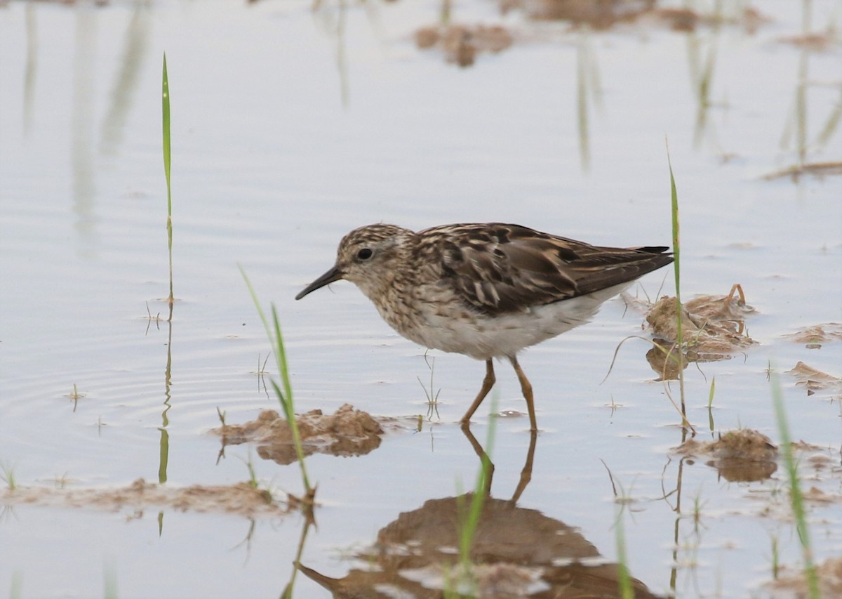 Long-toed Stint - ML367667071