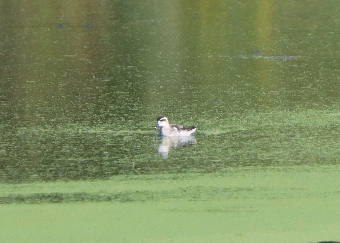 Red-necked Phalarope - ML367667581