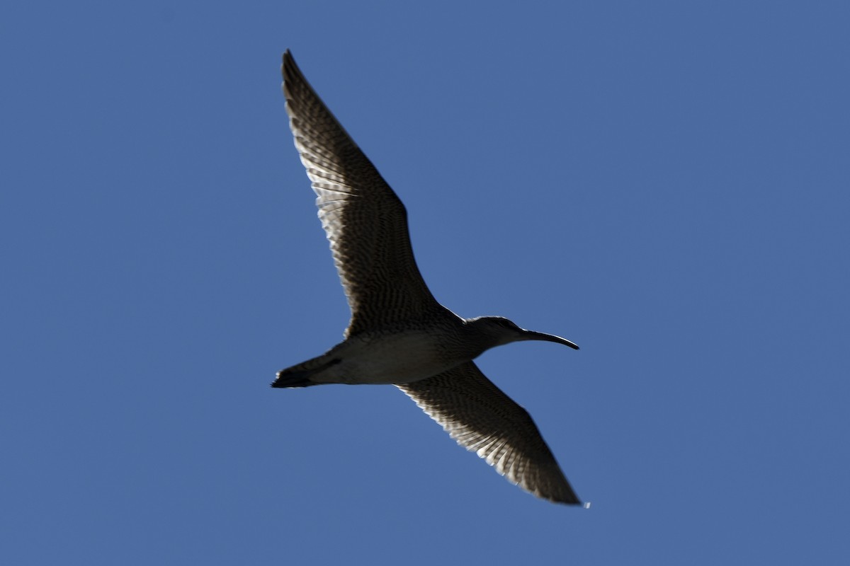 Whimbrel - ML367668921