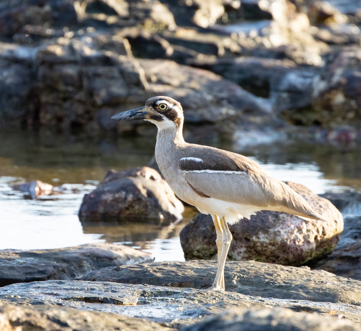 Beach Thick-knee - ML367670341