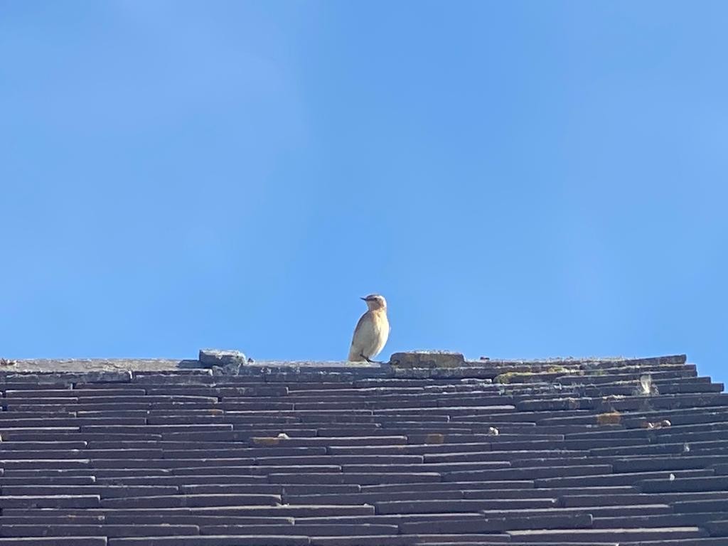 Northern Wheatear - ML367670651