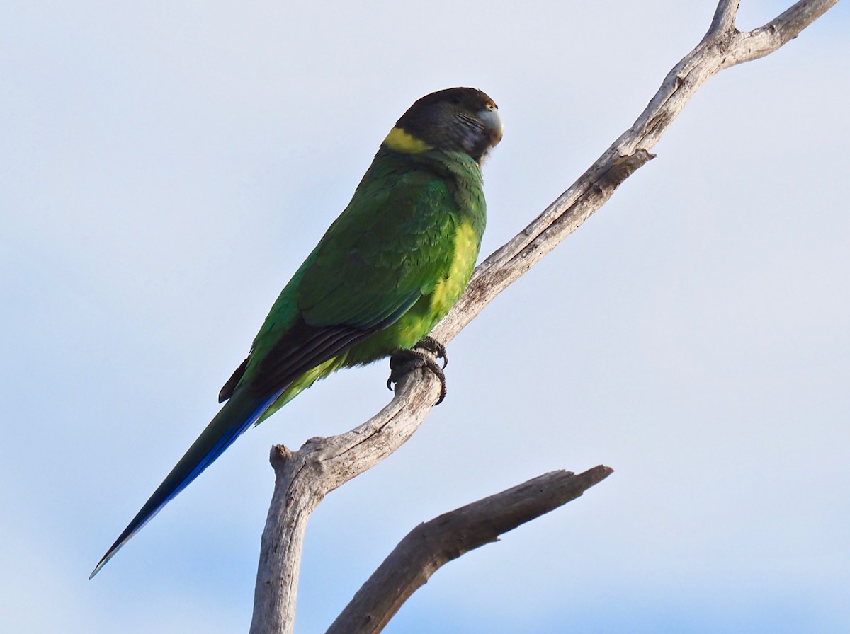 Воротничковый попугай (semitorquatus) - ML367670881