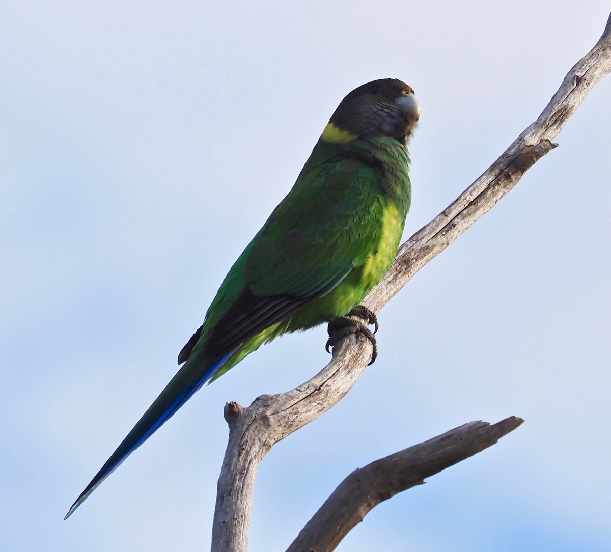 Воротничковый попугай (semitorquatus) - ML367670891
