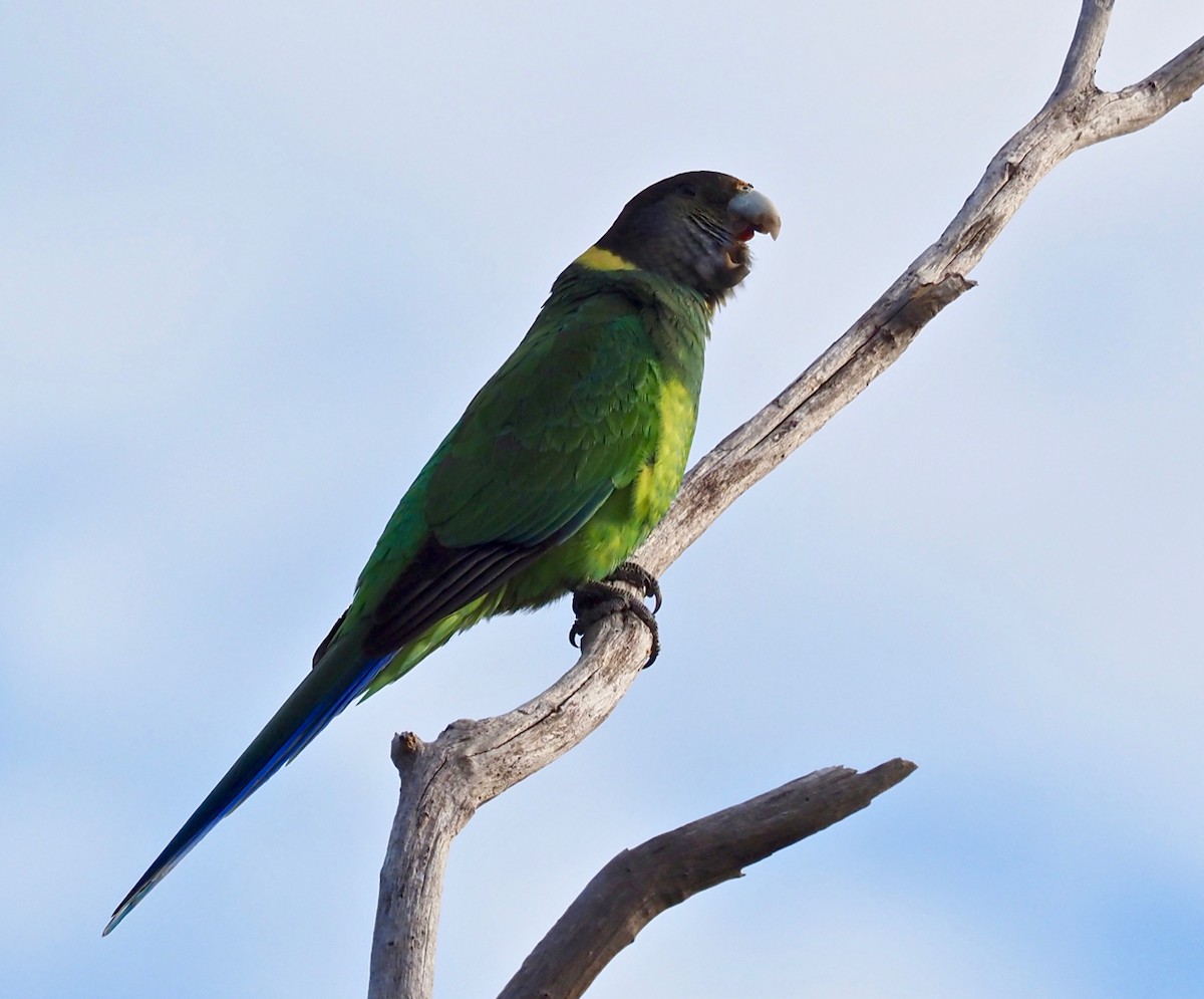 Воротничковый попугай (semitorquatus) - ML367670921