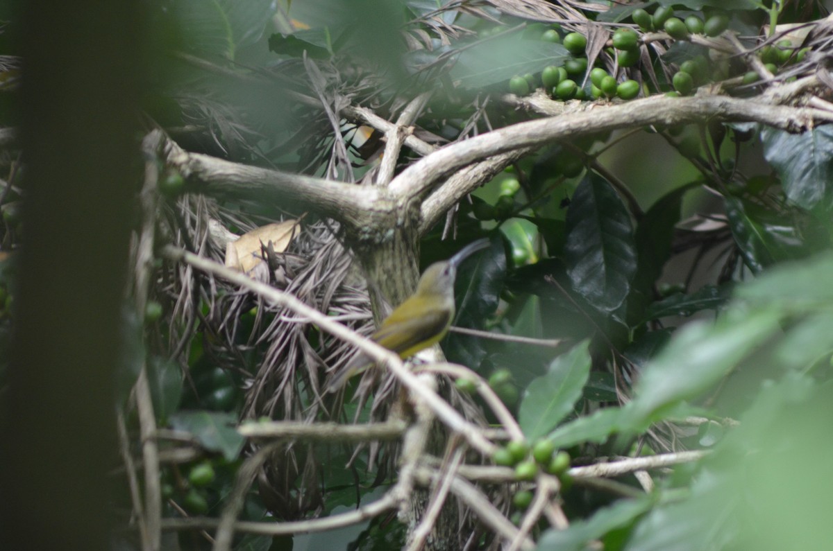 Little Spiderhunter - ML367670981