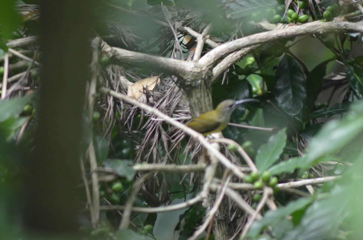 Little Spiderhunter - ML367671021