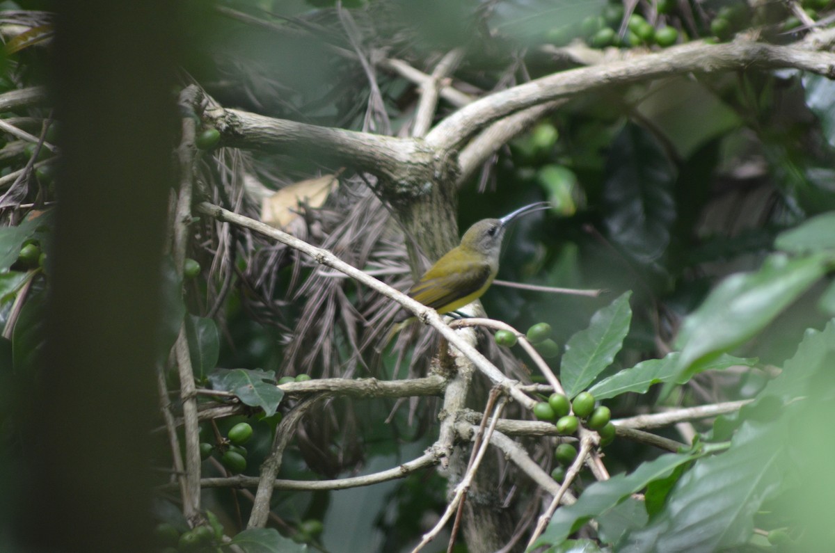 Little Spiderhunter - ML367671031