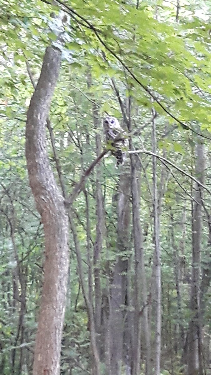 Barred Owl - Daniel Toussaint