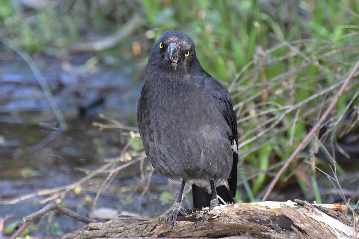 Pied Currawong - ML367674381